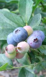 v-top-blueberry.jpg
