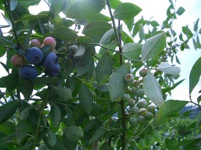v110731-blueberry3.JPG