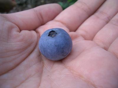 v110731-blueberry5.JPG