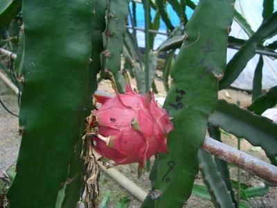 v110821-dragonfruit4.JPG
